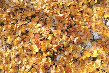 Beautiful autumn landscape with yellow trees and sun. Colorful foliage in the park. Falling leaves natural background .Autumn season concept