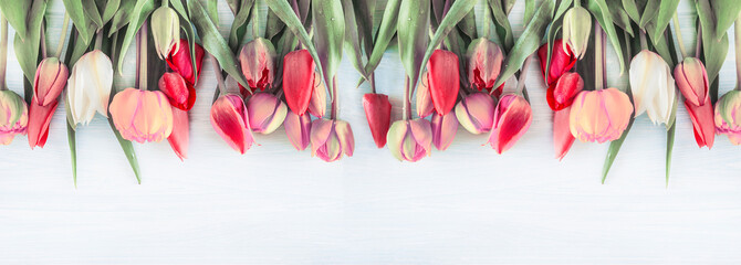 Beautiful multicolored tulips on the white wooden background. Copy space, flat lay