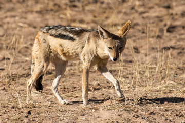 Chacal à chabraque, Canis mesomelas, Afrique