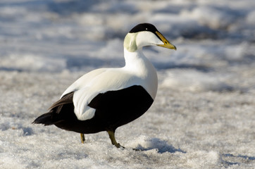 Eider à duvet, male, Somateria mollissima, Common Eider