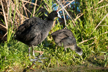 Foulque caronculée,.Fulica cristata, Red knobbed Coot