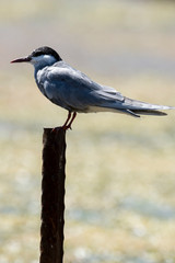 Guifette moustac,.Chlidonias hybrida,  Whiskered Tern