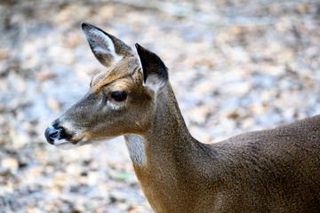 Close Up of Deer in the Woods