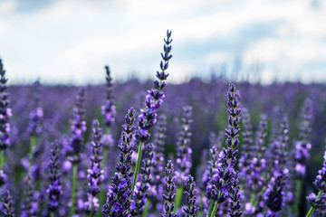 Fototapeta premium Lavender flowers at sunlight in a soft focus, pastel colors and blur background. Violet lavender field in Provence with place for text. French lavender in the valley, soft light effect.