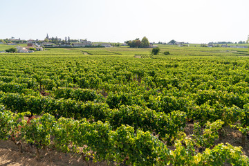 Fototapeta na wymiar wine growing organic vine bordeaux Saint Emilion