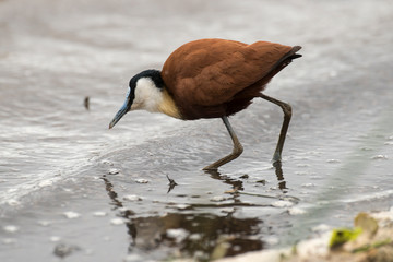 Jacana à poitrine dorée,.Actophilornis africanus, African Jacana, Parc national Kruger, Afrique du Sud