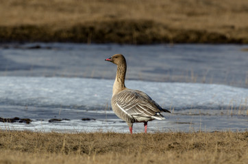 Oie à bec court, .Anser brachyrhynchus, Pink footed Goose, Spitzberg, Svalbard, Norvège