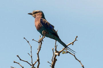 Rollier à longs brins,. Coracias caudatus, Lilac breasted Roller