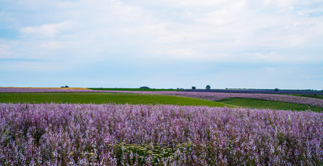 Fototapeta na wymiar Clary sage field. Valensole, Provence, France. French sage field Nature flower background.