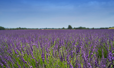 French lavender field Provence, Plateau Valensole. Beautiful of lavender field. Nature background. Very nice view of the lavender fields.
