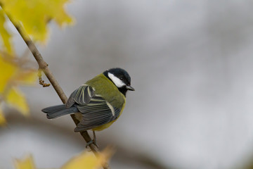 great tit on a branch