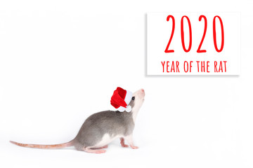 Portrait of young funny gray rat in Christmas hat isolated on white background. Rodent pets.