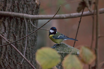 great tit on a branch