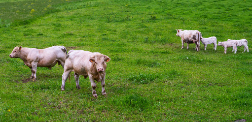 Obraz premium Cows on a grassy field on a bright and sunny day. Summer green field. Cows on the field with green background.