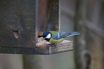 Naklejka premium great tit on a branch