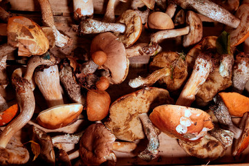 Świeźo zebrane dorodne grzyby w koszyku