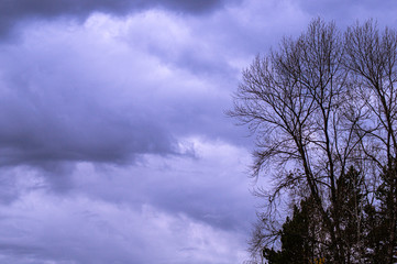 Sky clouds dark trees silhouette