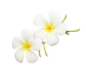 Closeup of frangipani (plumeria) flowers