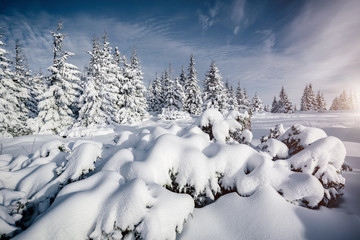 Gorgeous white spruces on a frosty day. Location Carpathian national park, Ukraine, Europe.