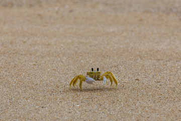 crab on the sand, Taquaras beach, Brazil