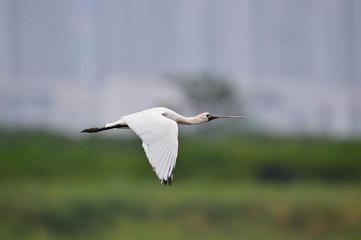 Black-faced Spoonbill in Mai Po Nature Reserve, Hong Kong (Formal Name: Platalea minor)