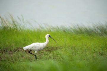 Black-faced Spoonbill in Mai Po Nature Reserve, Hong Kong (Formal Name: Platalea minor)