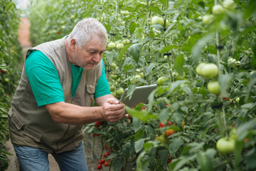 Farmer with the tablet slowly inspect plants. Senior agronomist monitor the harvest.