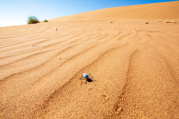 The wildlife in the desert of Namibia