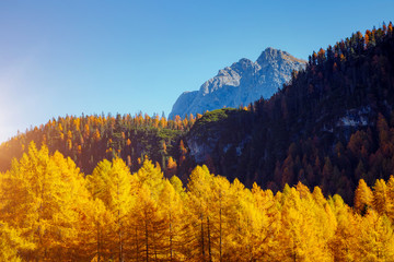 Magical yellow larches glowing in the sunlight. Location place Dolomite Alps, Cortina d'Ampezzo, Italy, Europe.
