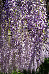 平等院の藤の花