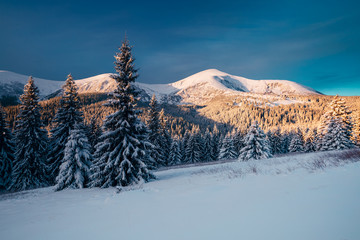 Fototapeta premium Gorgeous white spruces on a frosty day. Location Carpathian national park, Ukraine, Europe.