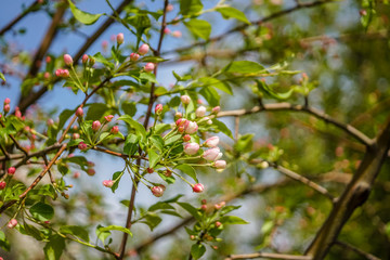 Tender buds on a tree