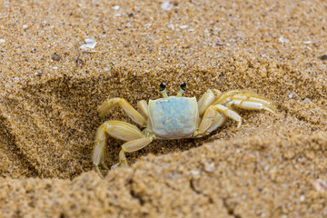 crab on the sand, Taquaras beach, Brazil