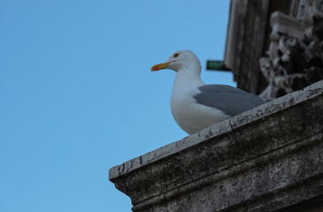 profile of a seagull against a blue sky on the roof of a building