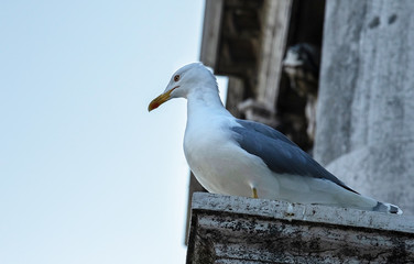 seagull on the edge of the eaves of the building stands and looks down