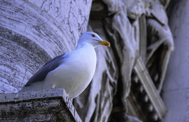 portrait of a lonely seagull on the background of a historic building