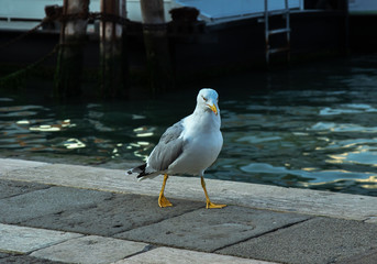 lonely seagull walking along the promenade against the backdrop of the water