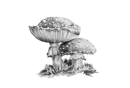 Amanita muscaria black and white graphic watercolor illustration. Close up forest toxic mushroom image.  Poison amanita toadstool with moss isolated on white background.