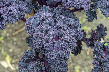 Beautiful purple curly kale growing in November