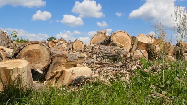 A lot of felled trees. Big sawmill. Mass deforestation. Thick trunks. Blue sky with white clouds. Camera in motion