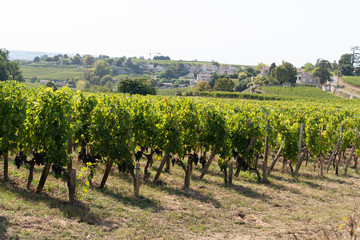 Fototapeta na wymiar Bordeaux vineyards landscape hill Saint Emilion vineyard France