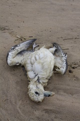 Toter Seevogel am Strand