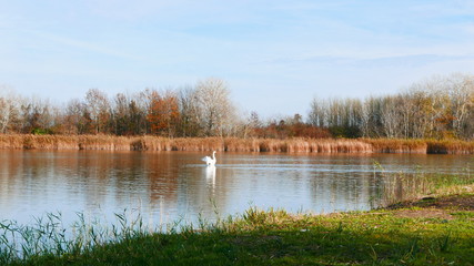 A Swan and a lake in autumn