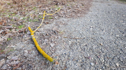 A branch on the pavement