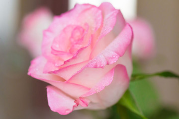 Flowers, pink rose with drops macro
