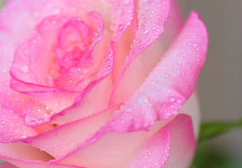 Flowers, pink rose with drops macro
