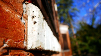 detail of a wall with flies