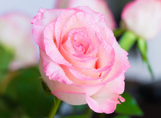 Flowers, pink rose with drops macro