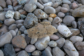 sea sponge on the rocky beach