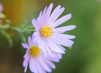 White camomiles on the background blurred background